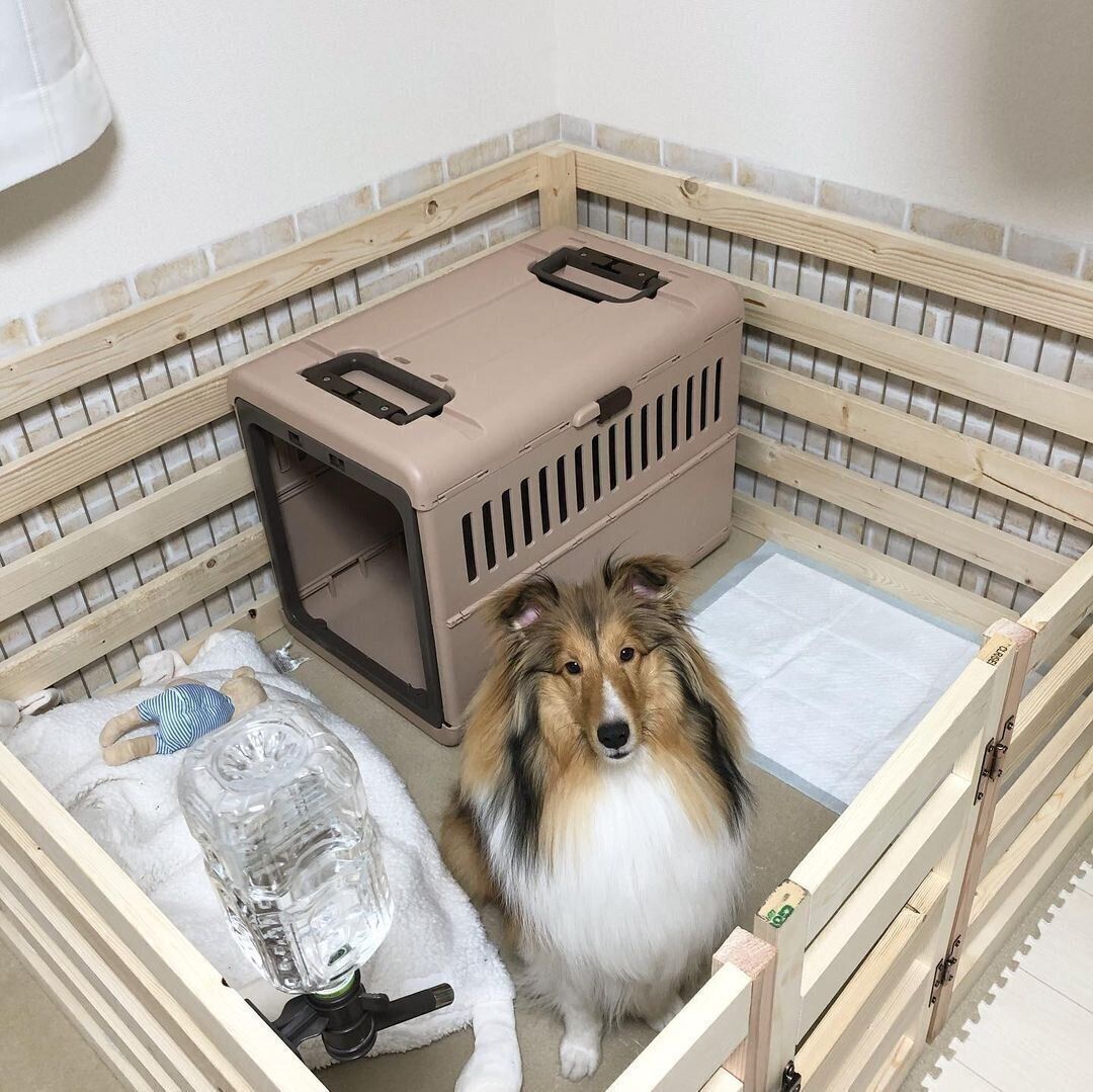 専門家監修 犬用サークルの選び方や使い方は ケージとの違いは いぬのきもちweb Magazine